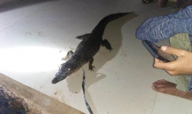 Bukannya Takut, Guru SD di Siotapina Tangkap Seekor Buaya