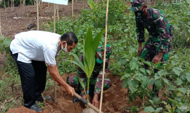 Dukung Program Pemerintah, Koramil 1413-13/Lasalimu Turunkan Personil Tanam Pala dan Kelapa Bersama Bupati Buton