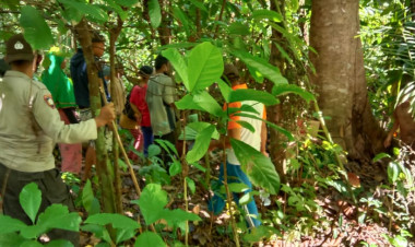 Warga Lasalimu  Hilang di Hutan Kapontori