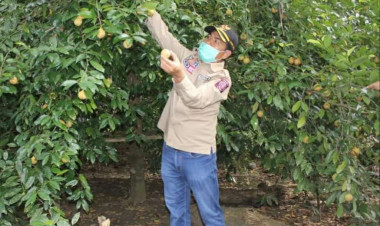Program Palanisasi La Bakry Bakal Berhasil, Petani Ambuau Sudah Membuktikan
