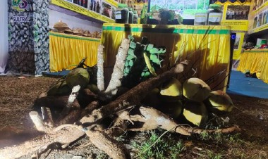Kabupaten Buton Pamer Ubi Kayu Ukuran Raksasa di HUT Sultra