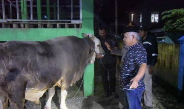 Jokowi Sumbang Sapi Kurban di Buton, Kadis Pertanian: Kebanggaan Tersendiri Bagi Masyarakat Buton