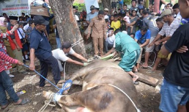 Penyembelihan Sapi Kurban Presiden Jokowi Disaksikan Bupati dan Masyarakat Pasarwajo