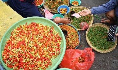 Cuaca Tak Stabil, Harga Cabai di Kabupaten Buton Naik-Turun