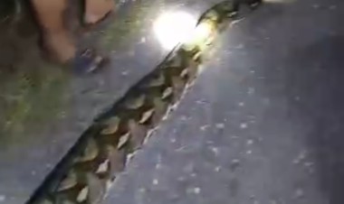 Ular Piton 6 Meter Ditemukan di Pinggir Jalan Wabula-Wasampela