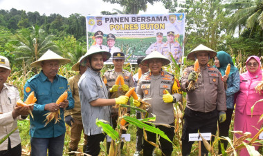 Bupati dan Kapolres Buton Panen Jagung Bersama Petani: Simbol Kolaborasi Ketahanan Pangan